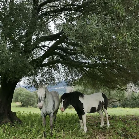Les Figuiers דירה