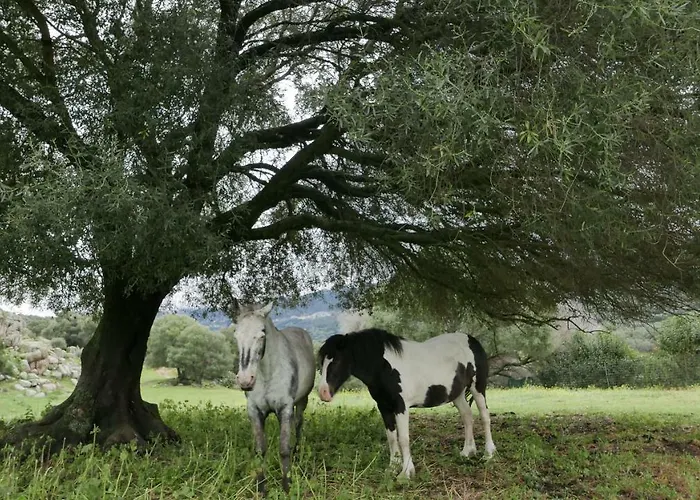 Les Figuiers Appartement